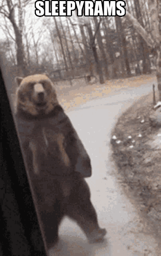 A Bear Standing On Its Hind Legs With The Words Sleepyrams Written Above It GIF