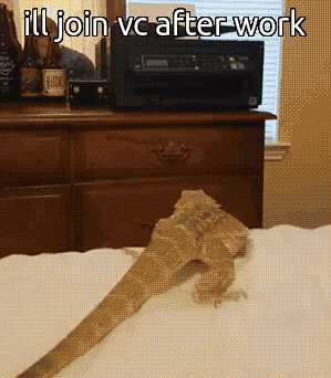 Bearded Dragon On Bed With Join VC After Work GIF