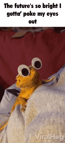 A Bearded Dragon Wearing Googly Eyes Is On A Bed GIF