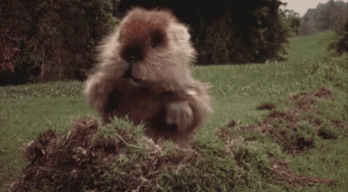 A Beaver Is Sitting In A Pile Of Grass And Dirt GIF