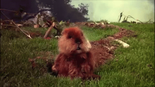 A Beaver Is Sitting In The Grass With Its Mouth Open . GIF