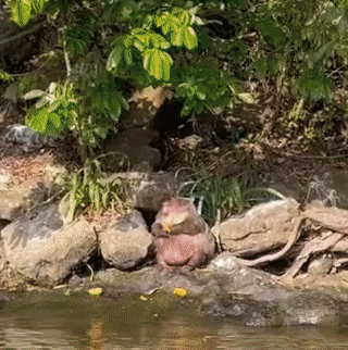 A Beaver Is Sitting On A Rock Near The Water GIF