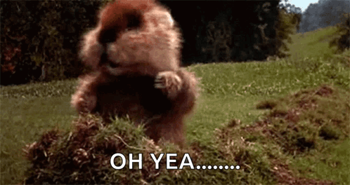 A Beaver Is Standing On Its Hind Legs In A Field And Eating Grass . GIF