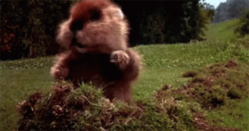 A Beaver Is Standing On Its Hind Legs In A Field . GIF