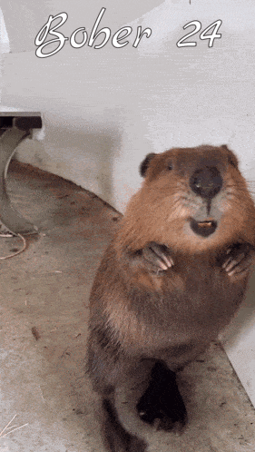 a beaver standing on its hind legs with the words bober 24 written above it