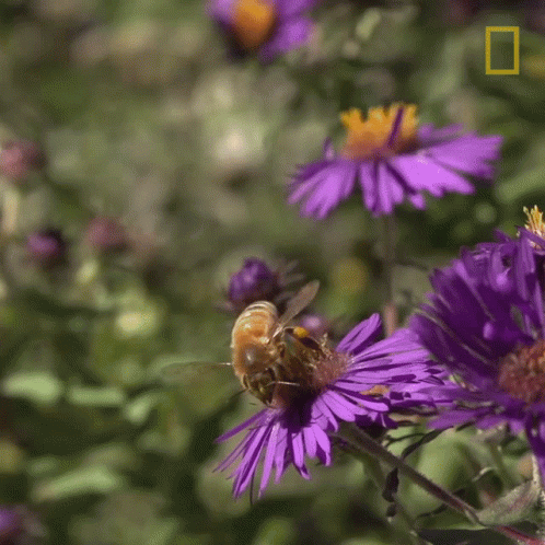 A Bee Flies Over A Purple Flower With A National Geographic Logo In The Corner GIF
