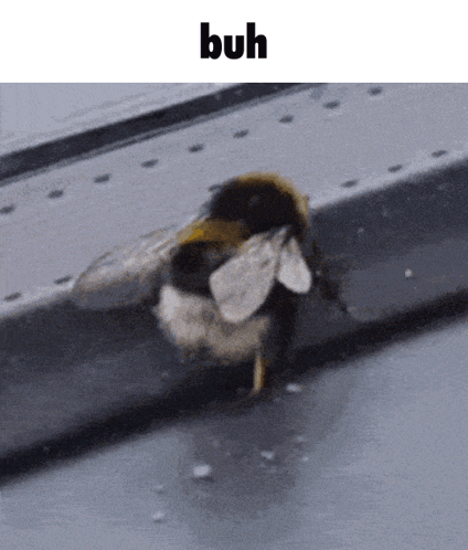 A Bee Is Sitting On A Metal Surface With The Word Buh Above It GIF