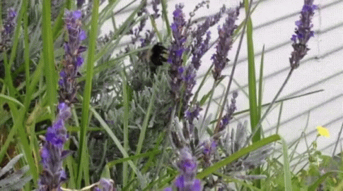 A Bee Is Sitting On A Purple Flower In The Grass GIF