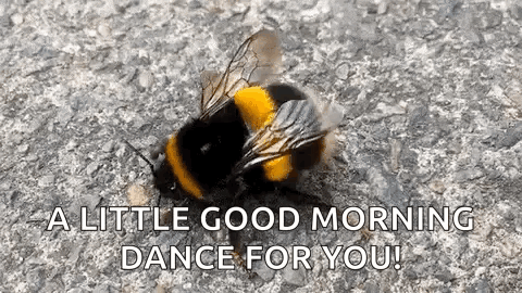 A Bee Is Sitting On The Ground And Says `` A Little Good Morning Dance For You '' . GIF