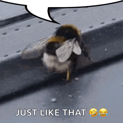 A Bee With A Speech Bubble Above It That Says Just Like That GIF