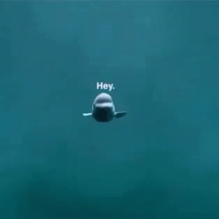A Beluga Whale Is Swimming In The Ocean With The Words `` Hey '' Written On It . GIF