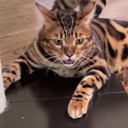 A Bengal Cat Laying On The Floor With Its Tongue Hanging Out GIF