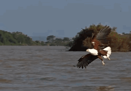 a bird flying over a body of water with trees in the background