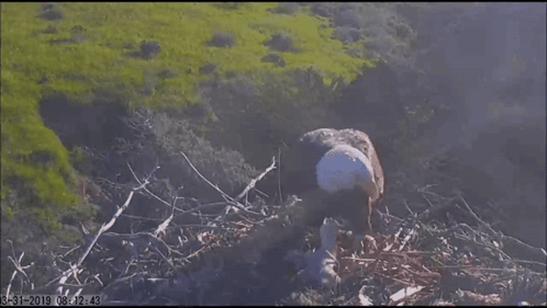 a bird in a nest with the date 8-31-2010