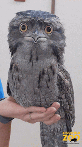 A Bird Is Being Held In Someone 'S Hand And The Zoo Logo Is Visible GIF