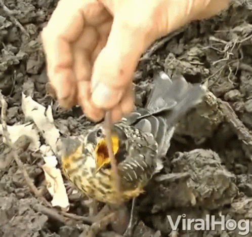 A Bird Is Being Removed From The Ground By A Person With Viralhog Written On The Bottom Of The Screen GIF