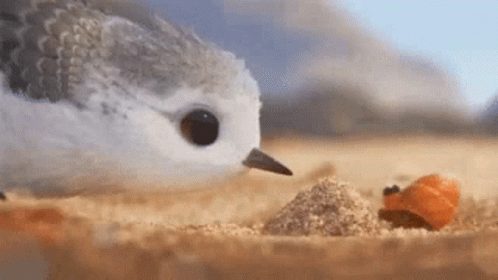 A Bird Is Eating Food From A Pile Of Sand On The Beach . GIF
