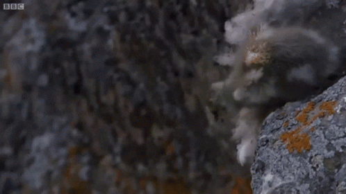 A Bird Is Flying Over A Rocky Cliff With A Bbc Logo In The Background . GIF