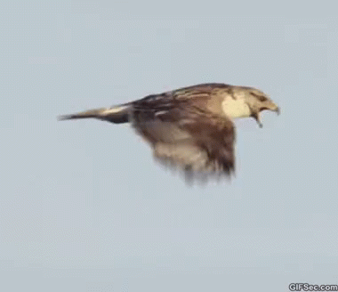 A Bird Is Flying Through A Blue Sky With A Gifsee.com Logo In The Corner GIF
