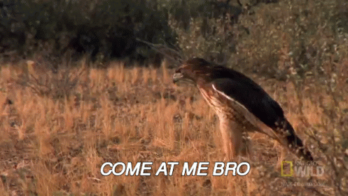 A Bird Is Flying Through A Field With The Words Come At Me Bro Written Below It GIF