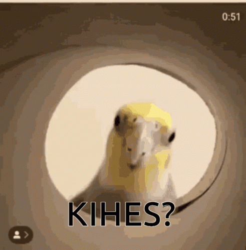 A Bird Is Looking Out Of A Hole With The Word Kihe Written On It GIF