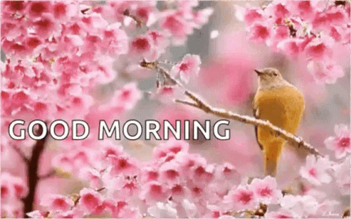 A Bird Is Perched On A Branch Of A Cherry Blossom Tree With Pink Flowers . GIF