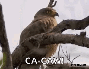 A Bird Is Perched On A Tree Branch And Says Ca-Caw ! GIF