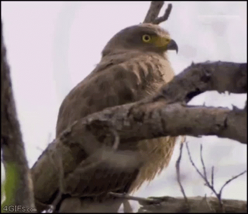 A Bird Is Perched On A Tree Branch With Its Beak Open . GIF