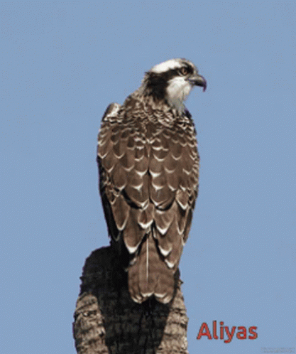 A Bird Is Perched On A Tree Branch With The Name Aliyas Written Below It GIF