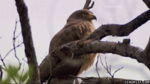 A Bird Is Perched On A Tree Branch With The Website Senorgif.com Visible In The Corner GIF