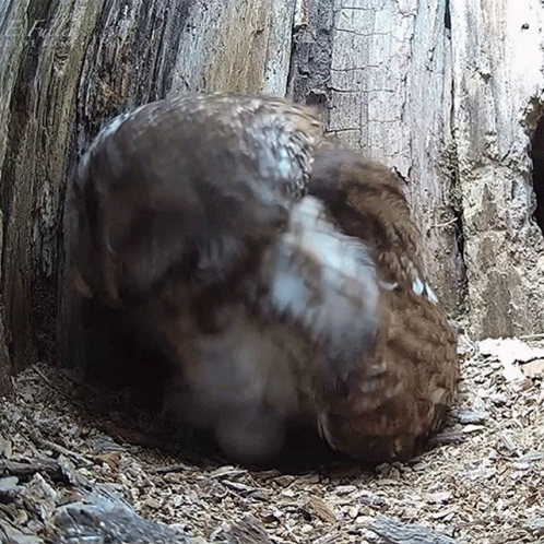 A Bird Is Sitting In A Hole In A Tree GIF