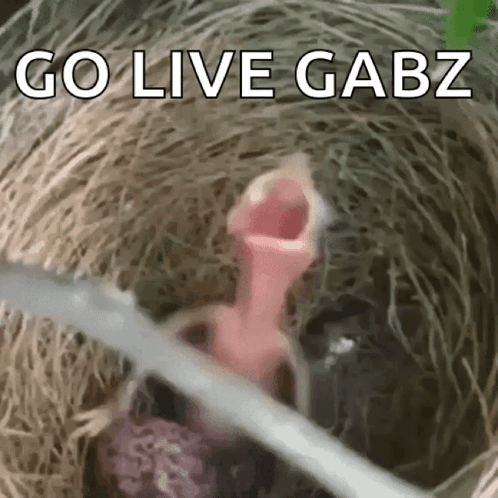 A Bird Is Sitting In A Nest With Its Mouth Open And The Words `` Go Live Gabz '' Written On The Bottom . GIF