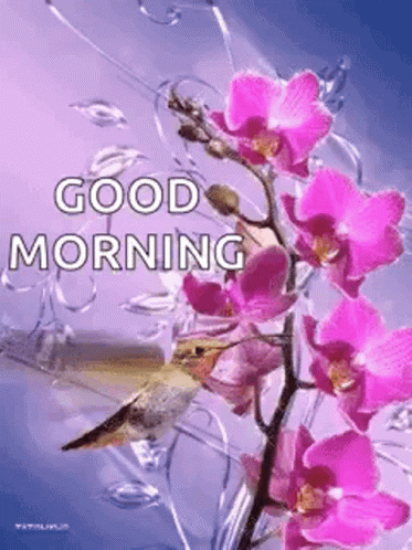 A Bird Is Sitting On A Branch Of Pink Flowers With The Words `` Good Morning '' Written On It . GIF