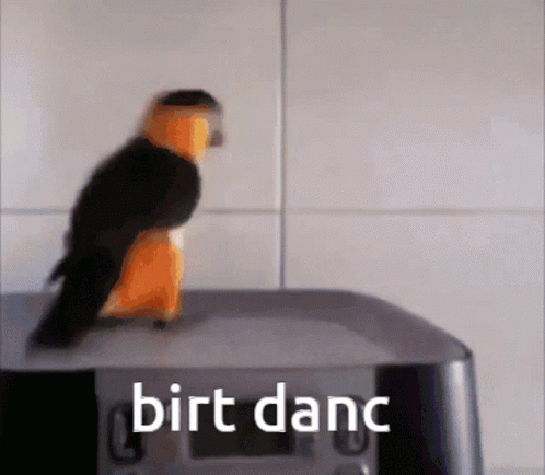 A Bird Is Sitting On Top Of A Gray Object With The Words Birt Danc Below It GIF