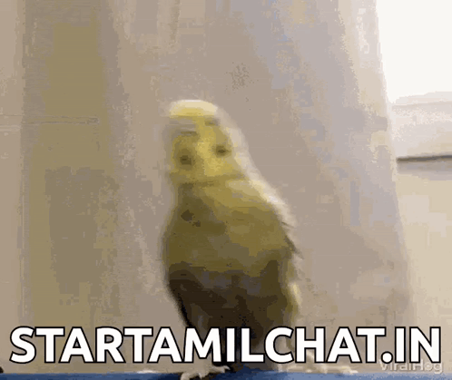 A Bird Is Standing In Front Of A Window With The Words Startamilchat.in Written On The Bottom . GIF