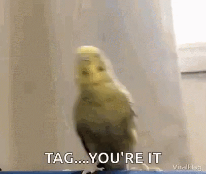 A Bird Is Standing In Front Of A Window With The Words Tag ... You 'Re It . GIF