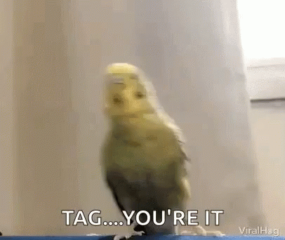 A Bird Is Standing On A Ledge And Says Tag ... You 'Re It GIF