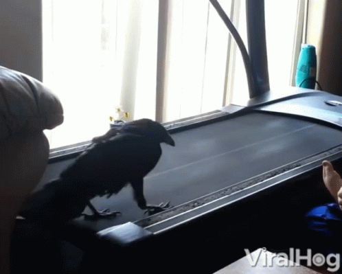 A Bird On A Treadmill That Says Viralhog On The Bottom Left GIF