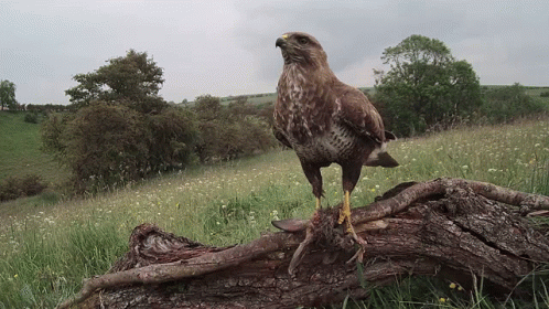 A Bird Perched On A Log In A Field GIF
