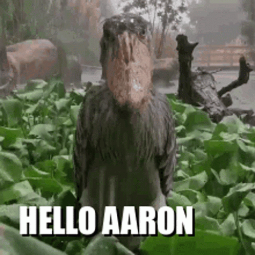 A Bird With A Large Beak Is Standing In A Field With The Words Hello Aaron Below It . GIF