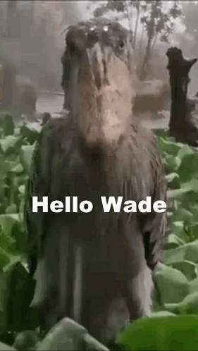 A Bird With A Large Beak Is Standing In The Grass With The Words `` Hello Wade '' Above It . GIF