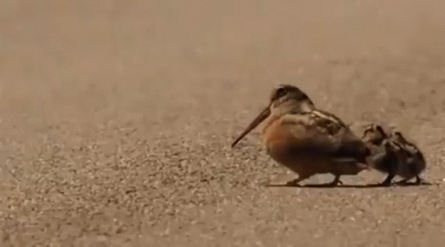 A Bird With A Long Beak Is Standing On The Ground . GIF