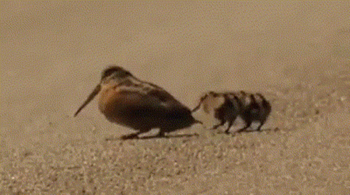 A Bird With A Long Beak Is Walking On A Sandy Surface . GIF