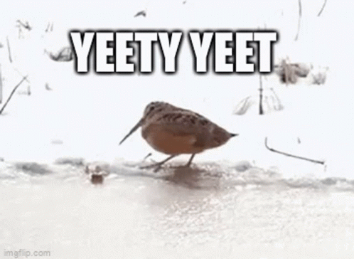 A Bird With A Long Beak Is Walking On A Snow Covered Field . GIF
