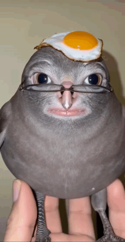 A Bird With Glasses And A Fried Egg On It 'S Head GIF