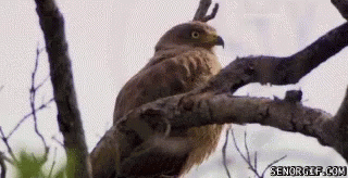 A Bird With Horns Is Perched On A Tree Branch Looking At Something . GIF