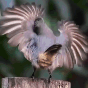 A Bird With Its Wings Outstretched Standing On A Wooden Post GIF