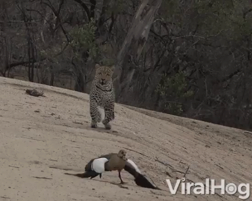 A Bird With Wings Is Being Chased By A Leopard On A Sandy Hill With The Words Viralhog In The Corner GIF