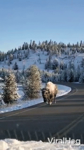 A Bison Is Walking Down A Snowy Road With Trees On The Side GIF