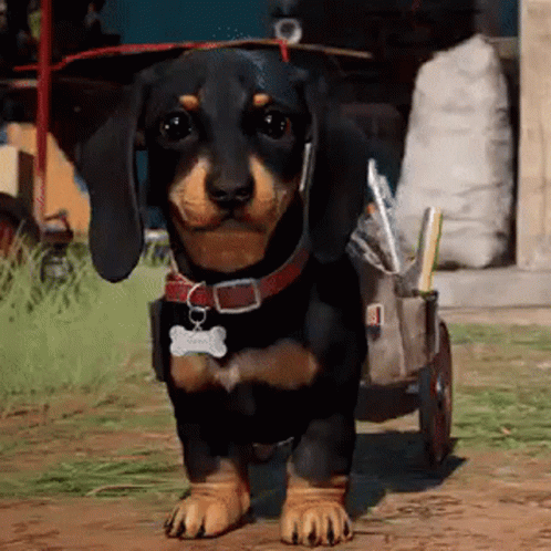 A Black And Brown Dachshund Is Standing Next To A Cart With A Bone Tag On It . GIF